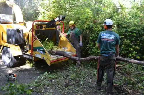 tree services Windsor